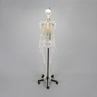 Somso Human Skeleton Hang Up