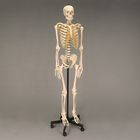 Somso&reg; Human Skeleton, Rod-Supported