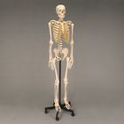 Somso Human Skeleton Rod Supported