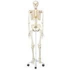 3B&reg; Human Skeleton, Rod-Supported