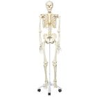 3b Human Skeleton Rod Supported