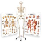 3b Human Skeleton Bundle