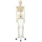 3b Human Flexible Skeleton