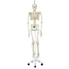 3b Human Physiology Skeleton