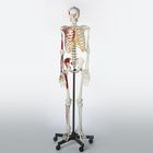 Somso&reg; Human Muscular Skeleton
