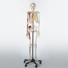 Somso Human Muscular Skeleton