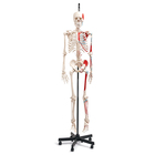 Altay&reg; Human Muscular Skeletons