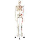 3B&reg; Human Muscular Skeleton