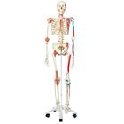 3B&reg; Human Muscular and Ligamentous Skeleton