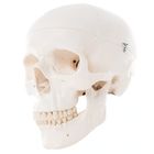 3B&reg; Human Skull