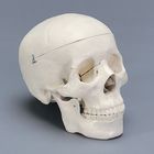 Human Skull Plastic