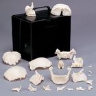 Somso&reg; Human Skull, Disarticulated, Plastic