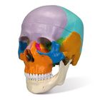 Three-Part Colored Human Skull
