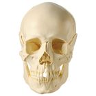 Human Demonstration Skull without Bones Color Coded, Plastic
