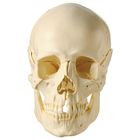 Human Demonstration Skull Without Bones Color Coded Plastic