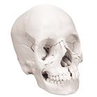 3b Beauchene Human Skull