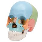 3b Beauchene Human Skull Color Coded