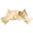 Somso&reg; Individual Human Skull Bones, Loose