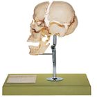 Beauchene Human Skull, Bones Not Color Coded, Plastic