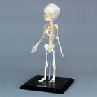 Human Fetal Skeleton, Articulated, Plastic