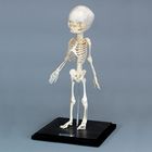 Human Fetal Skeleton Articulated Plastic