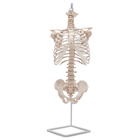 Altay Human Spine (vertebrae) and Thorax