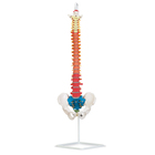 Altay&reg; Economy Human Flexible Vertebral Column Skeleton, Color Coded