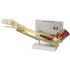 GPI Anatomicals&reg; Human Muscled Elbow Model