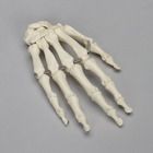 Somso Skeletal Hand