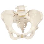 3b Human Female Pelvis