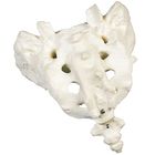 3B&reg; Human Sacrum and Coccyx