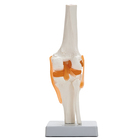 Altay Knee Joint Model