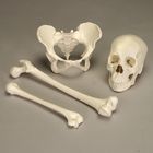 Forensic Anthropology & Death Investigations