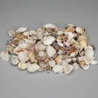 Sea Shell, Assortment