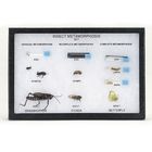 Entomount Specimens & Bioramas