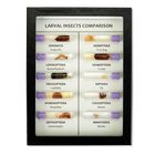 Larval Insect Comparison, Biorama&trade; Preparation