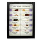 Larval Insect Comparison Biorama Preparation