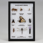 Major Insect Orders, Biorama&trade; Preparation