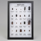 Beetles Collection Biorama Preparation