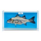 Fish Biosmount&trade;