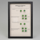 Mendelian Genetics Monohybrid Cross Display, Biorama&trade; Preparation