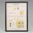 Mendelian Genetics Dihybrid Cross Display, Biorama&trade; Preparation