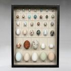 North American Egg Collection, Biorama&trade; Preparation