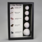 Sea Turtle Egg Display, Biorama&trade; Preparation