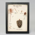 Pine Life Cycle Biorama