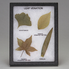 Leaf Venation Biorama Preparation