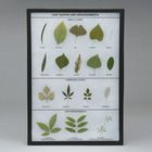 Leaf Shapes and Arrangements, Biorama&trade; Preparation