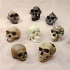Hominid Study Set, Bone Clones