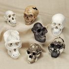 Early Man and Primate Skull Comparison Set