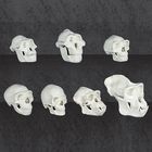 Anthropology Skulls